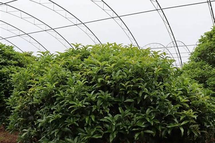 桂花树在北方冬天如何管理？