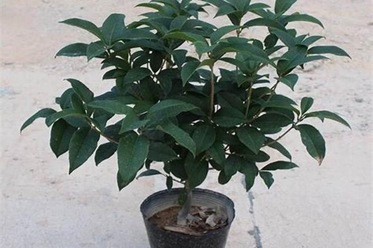 桂花树如何过冬天