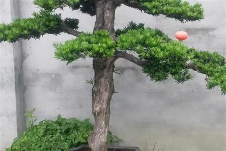 罗汉松施什么肥好