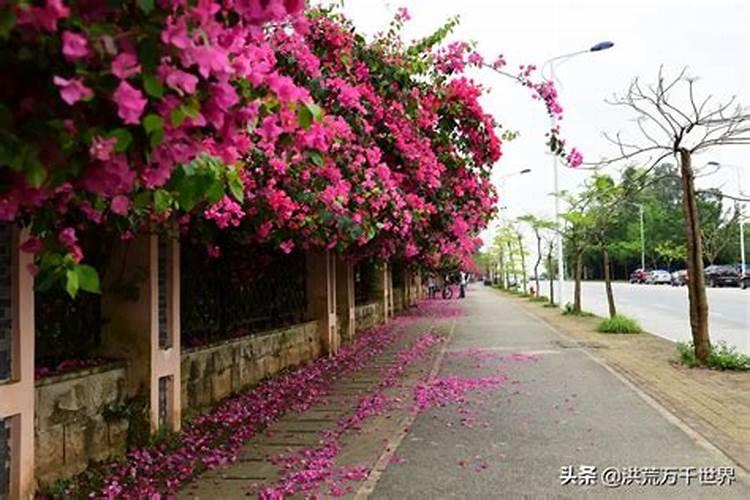 怎么让三角梅全年开花
