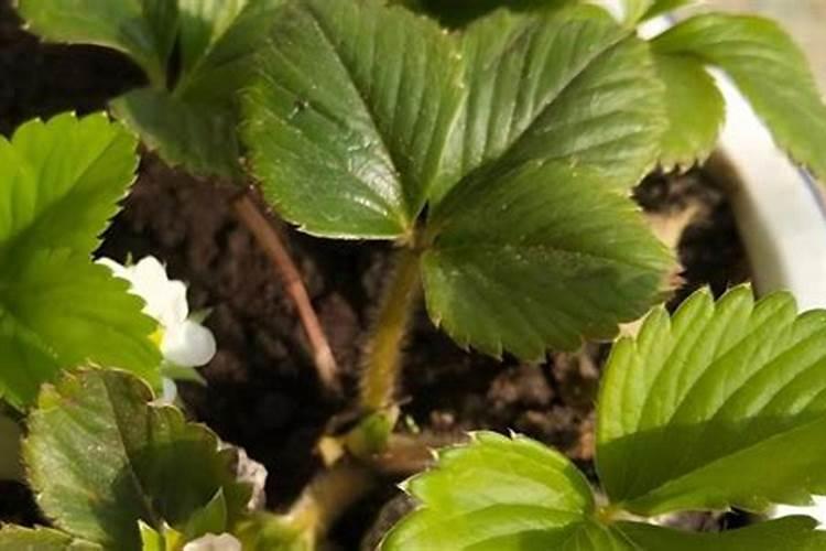 草莓花期可以施肥吗