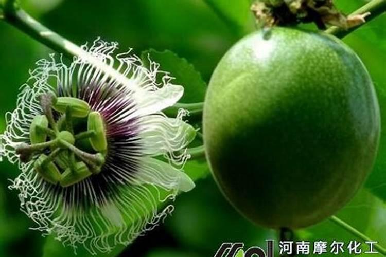 百香果挂果后施什么肥合适
