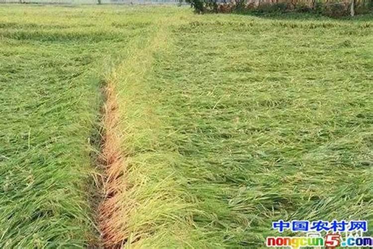 氮肥过多对水稻有什么危害 后期施的氮肥过多怎么处理