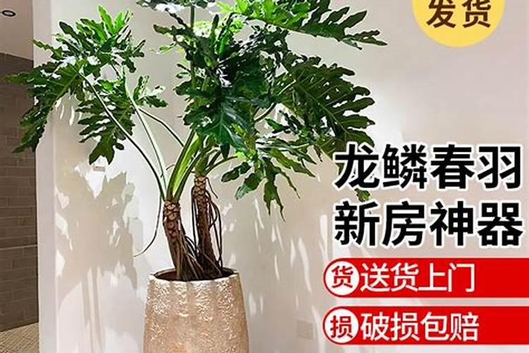 春羽如何长出龙鳞杆