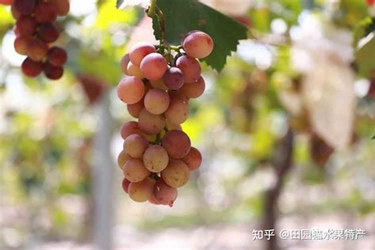 巨峰葡萄喷施什么叶面肥能提高坐果率？