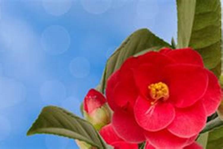 茶花施什么肥最好