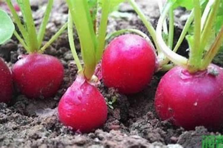 樱桃萝卜田间管理方法 樱桃萝卜生长环境
