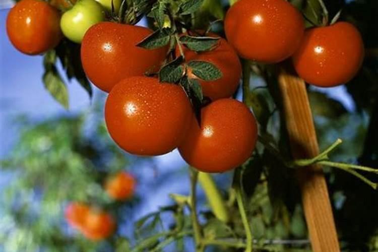 番茄怎么施肥 也是要做好追肥工作的