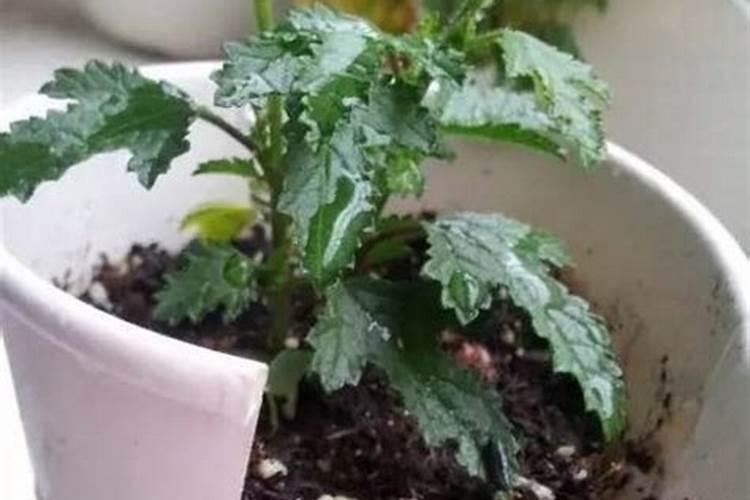 油菜开花时候能不能打硼肥？