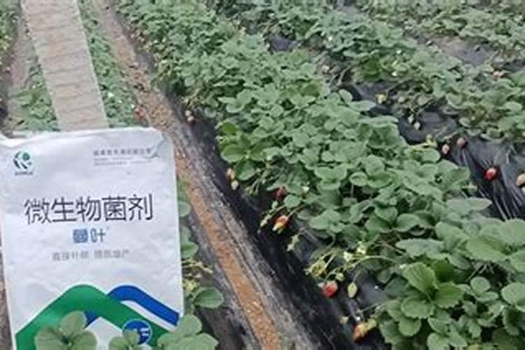 草莓如何施肥 草莓怎么施肥