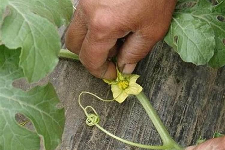 种香瓜用什么肥料最好