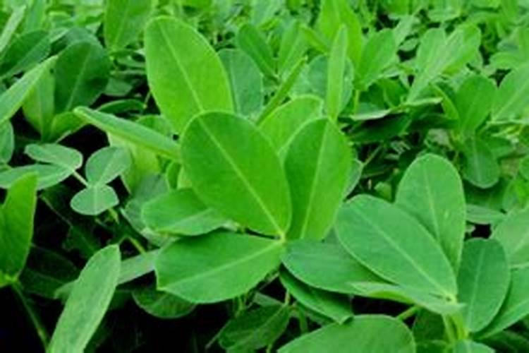 花草施肥在什么时间最好;刚种的花可以施肥吗