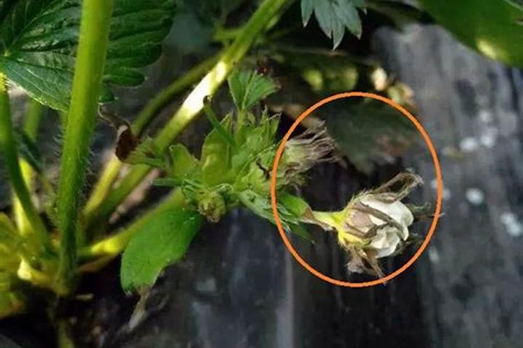 钙肥的缺乏和过量对草莓有什么危害？