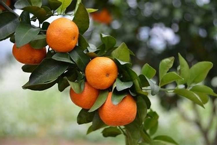 桔子树用什么肥料最好 桔子树施肥方法