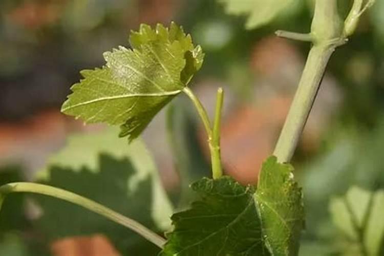废油如何发酵成肥料