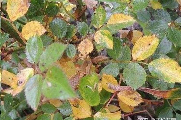 月季花黄叶掉叶怎么补救