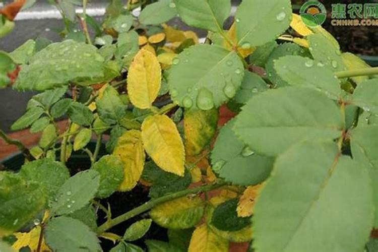月季花黄叶掉叶怎么补救