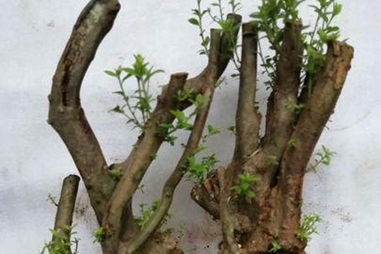 对节白蜡老桩不发芽怎么办？