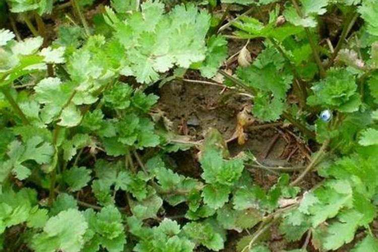 莪术花如何养育