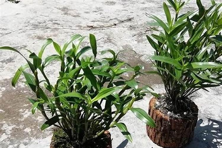 铁皮石斛浇什么肥合适？