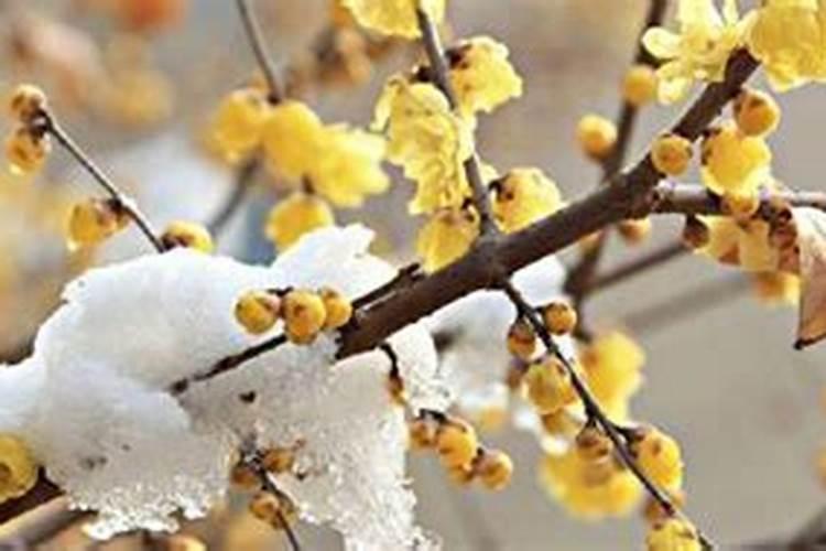 腊梅树什么季节容易栽活