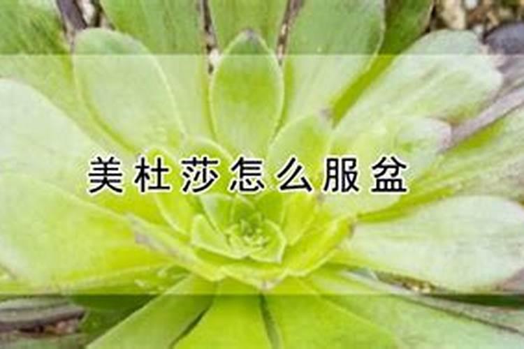 多肉美杜莎的养殖方法和注意事项