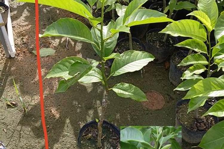 水溶肥的前十名水溶肥厂家有那些水溶肥的前十名