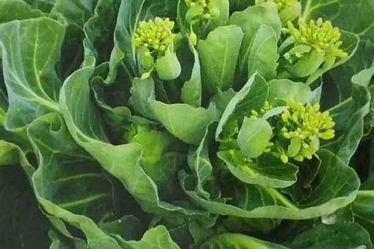 油菜田酸模叶蓼除草剂的使用注意事项详解