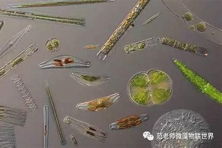 硅藻源能杀死青苔吗？