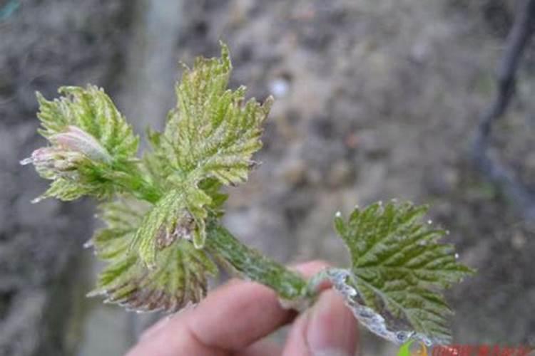 西瓜重茬种植技术