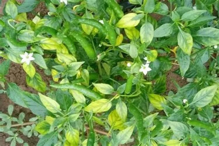 花叶子发黄用什么肥料 ？10种原因对症下药