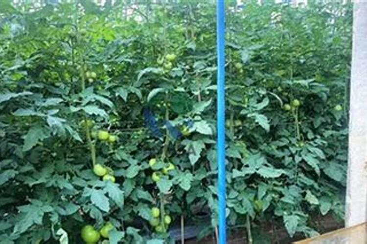 西红柿施肥的正确方法