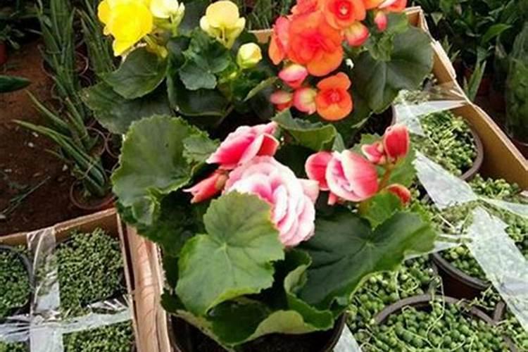 大豆花期喷什么叶面肥好