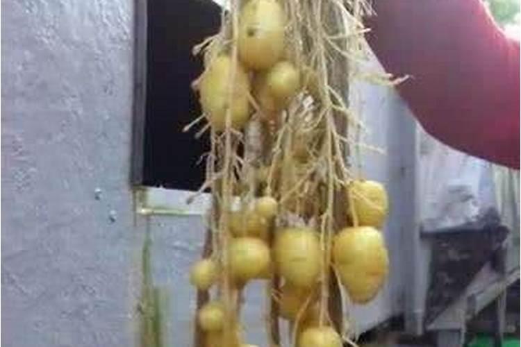 土豆浇什么肥料合适
