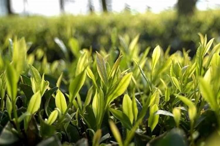 茶叶施什么肥