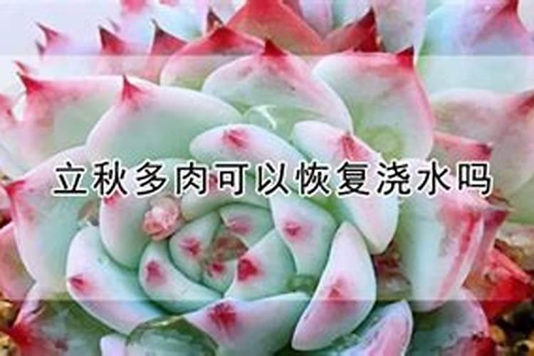 立秋之后多肉什么时候可以恢复浇水施肥