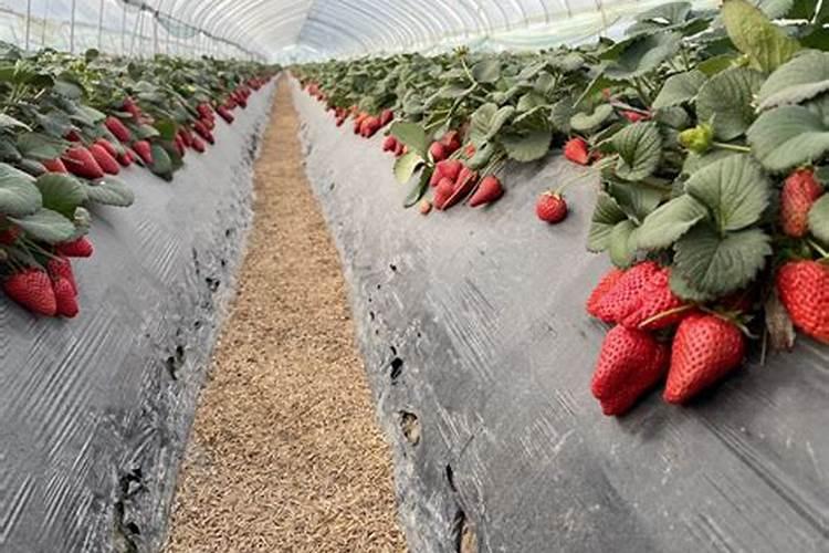 水溶性香精是什么