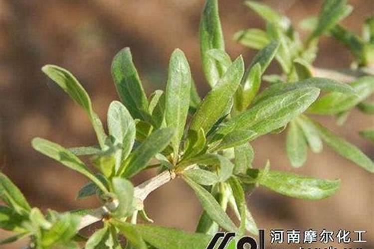 野生狗齐开花后结果时什么肥好？