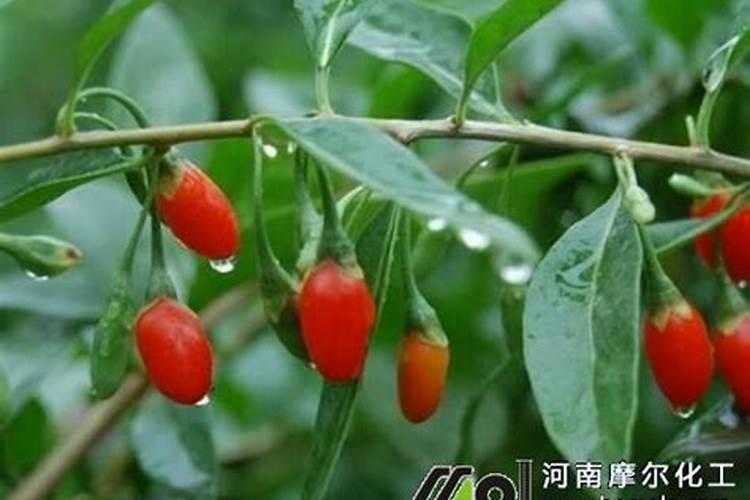 枸杞树夏季落叶后不发芽什么原因？