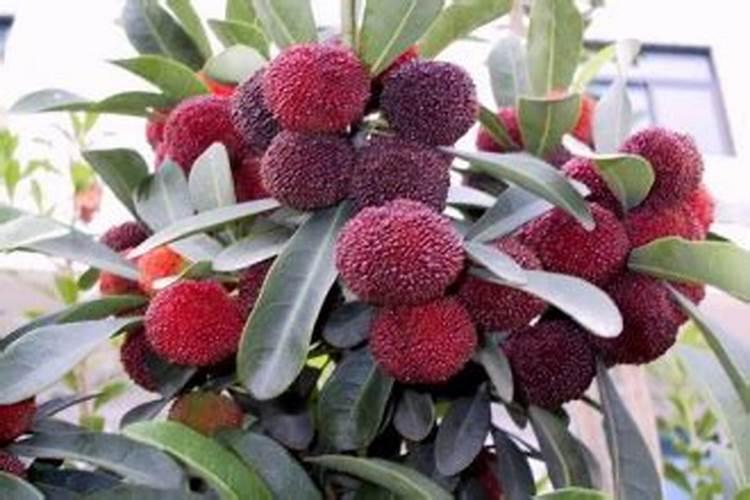 6龄杨梅树发芽前用什么肥料好？
