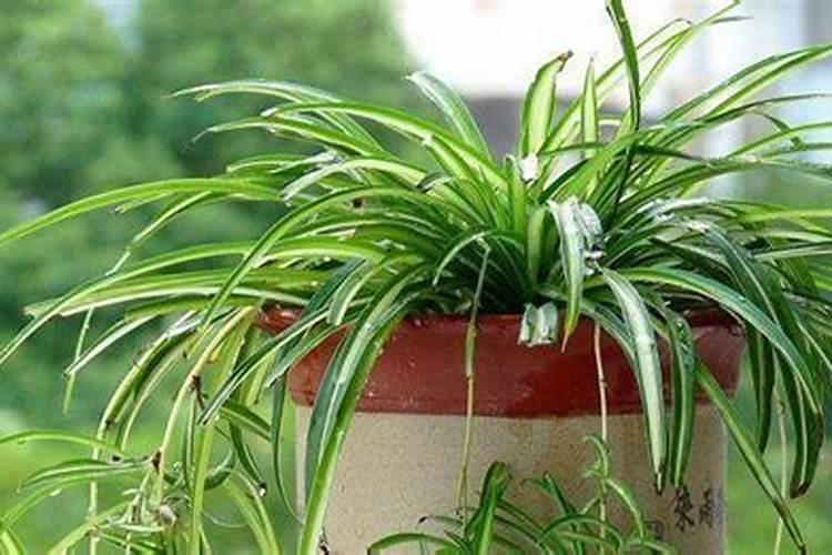 吊兰用什么肥料最好