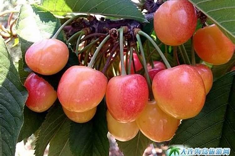 怎样施肥才能提高大樱桃的坐果率