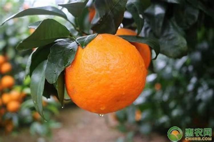 柑橘裂果是什么原因？柑橘裂果有哪些防治措施？