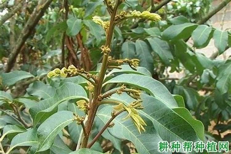 龙眼的种植方法及养殖技巧