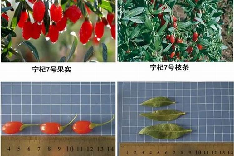 枸杞种子怎么种植