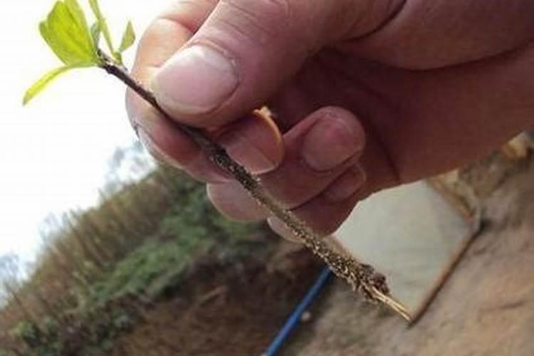 石榴树今年冬天树枝冻死了,树干还活着,应该怎么救活他的？