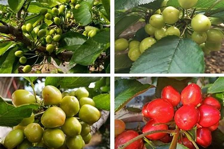 怎么种樱桃 樱桃种植方法