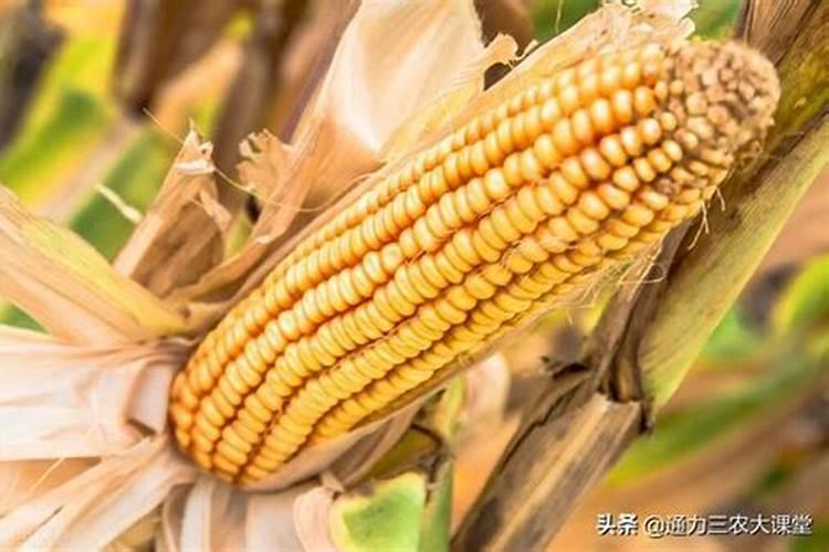 玉米几叶时可以用芸苔素