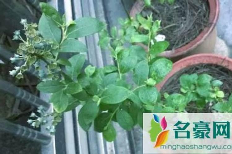 硝态钾、硫酸钾 各有什么用？跪求。。。