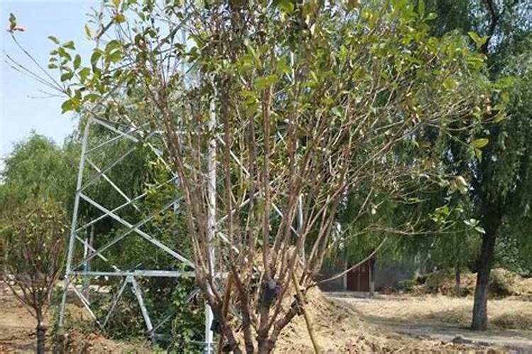 发酵的苹果水可以浇多肉吗